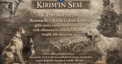 KIRIM BORZAATASI