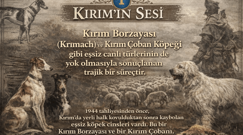 KIRIM BORZAATASI